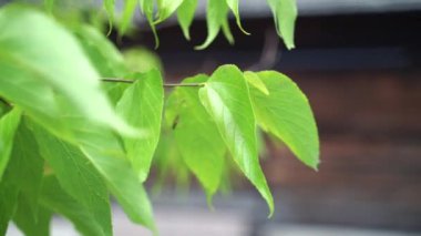 İşlemci Dal üzerindeki yeşil yaprakları kapat
