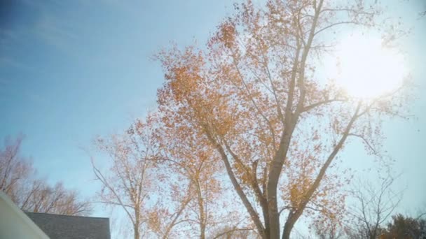 Φθινοπωρινά Δέντρα Και Πλάνα Σπιτιών — Αρχείο Βίντεο