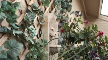 Üzümlerin yakın plan CU TS