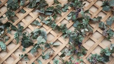 Sarmaşık üzerinde büyüyen MS TD sarmaşık bitkileri