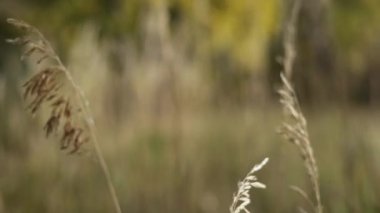Doğal ortamdaki çimlere yakın çekim