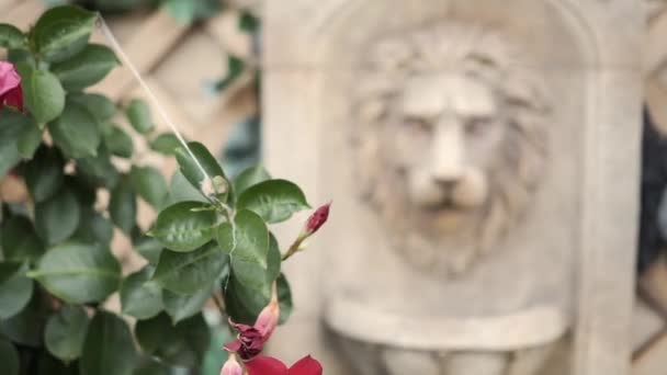 Blumen Löwenkopfbrunnen Und Spalier — Stockvideo