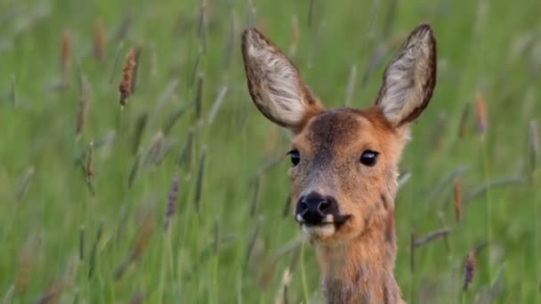 英国ドーセット州の草の中の若いイエロー鹿 — ストック動画