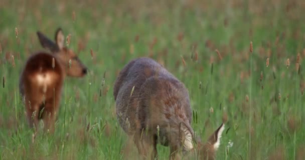 Roe Deer Jonge Beweiding Dorset Verenigd Koninkrijk — Stockvideo