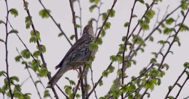 Singdrossel Auf Haselnussbaum Dorset — Stockvideo