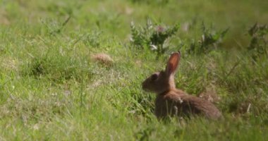 Yeşil alan videosundaki tavşan