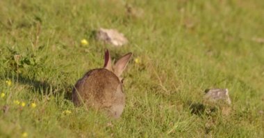 Tavşan çimenlik alanda, Dorset, İngiltere