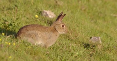 Tavşan çimenlik alanda, Dorset, İngiltere