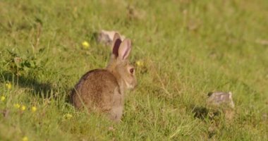 Tavşan çimenlik alanda, Dorset, İngiltere