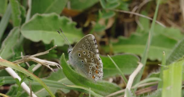 Niebieski Adonis Liściach Dorset — Wideo stockowe