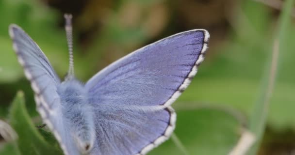 Adonis Blauw Bladeren Dorset — Stockvideo