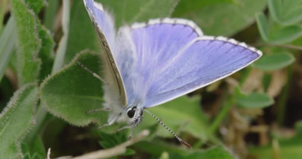 Adonis Blue Leaves Dorset Reino Unido — Vídeo de Stock