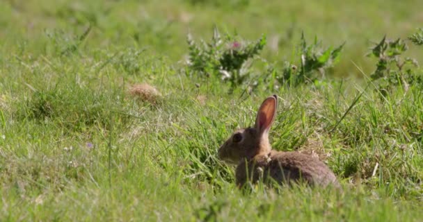 Rabbit Grassy Field Dorset Reino Unido — Vídeo de Stock
