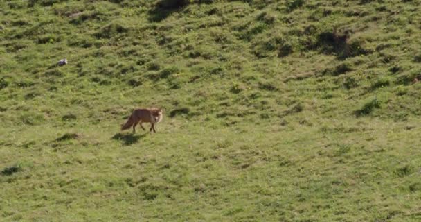 Kızıl Tilki Sahada Koşuyor Dorset Ngiltere — Stok video