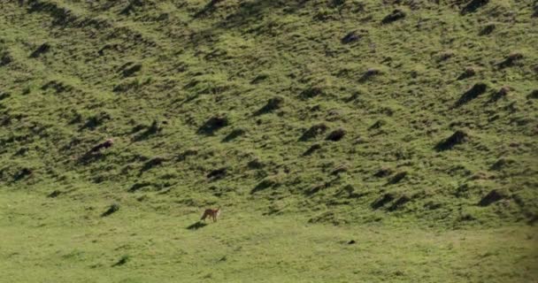 イギリスドーセット州の緑のフィールドにある赤いキツネ — ストック動画