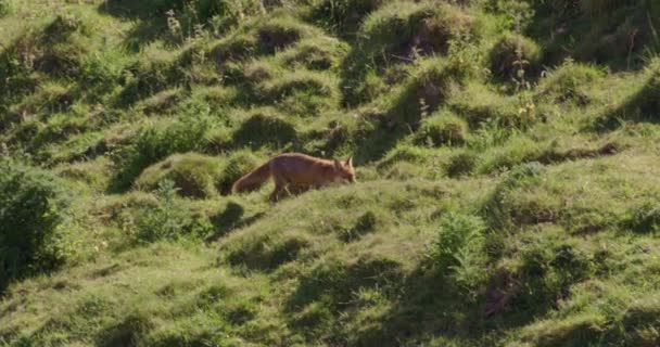 Red Fox Trotting Field Dorset — Stockvideo