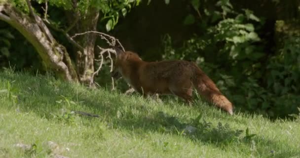 Raposa Vermelha Campo Dorset Reino Unido — Vídeo de Stock