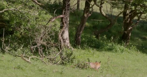 Red Fox Walking Field Dorset Verenigd Koninkrijk — Stockvideo