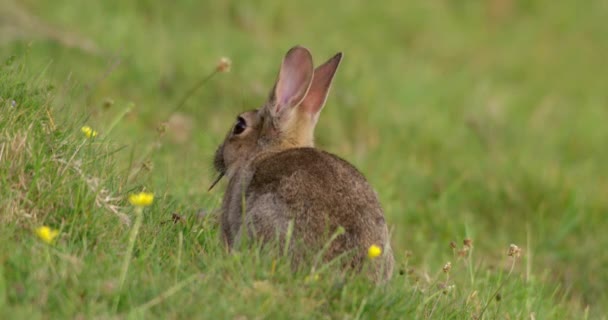 Rabbit Grassy Field Dorset Egyesült Királyság — Stock videók