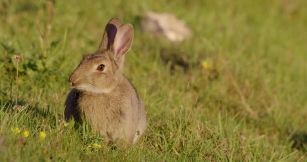 Rabbit Grassy Field Dorset Reino Unido — Vídeo de Stock