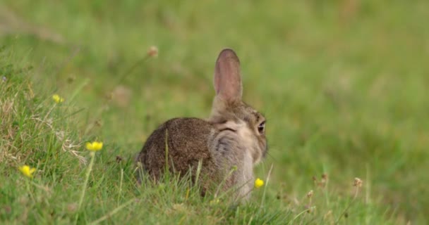 Rabbit Grassy Field Dorset Reino Unido — Vídeo de Stock