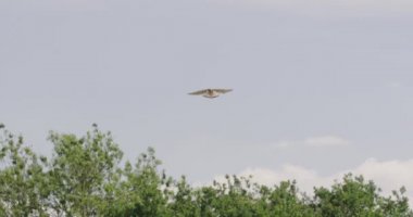 Kestrel süzülüyor, Dorset, İngiltere