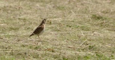 Skylark sahada, Dorset, İngiltere