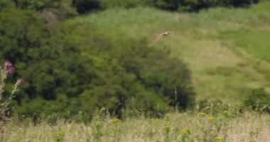 Skylark İngiltere, Dorset 'e iniş yaptı.