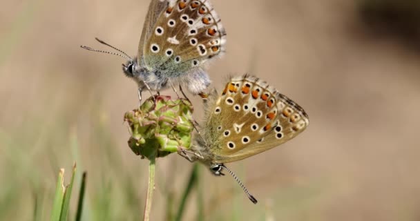 Adonis Mavi Çiftleşme Dorset Ngiltere — Stok video