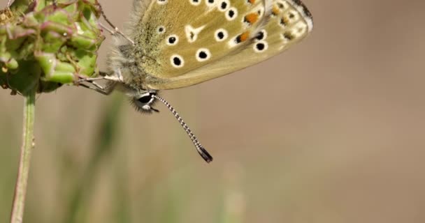 Adonis Blue Plant Dorset Verenigd Koninkrijk — Stockvideo