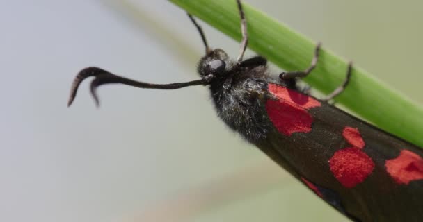 Moth Burnet Cinq Taches Dorset Royaume Uni — Video