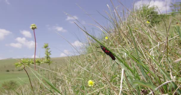 Five Spot Burnet Moths Mating Dorset — Stock Video