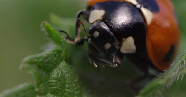 Spot Ladybird Leaf Dorset Storbritannien — Stockvideo