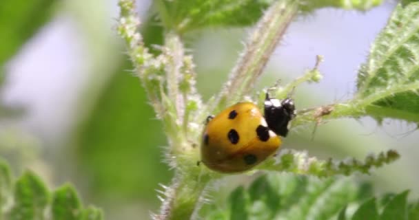 Spot Ladybird Leaf Dorset Storbritannien — Stockvideo