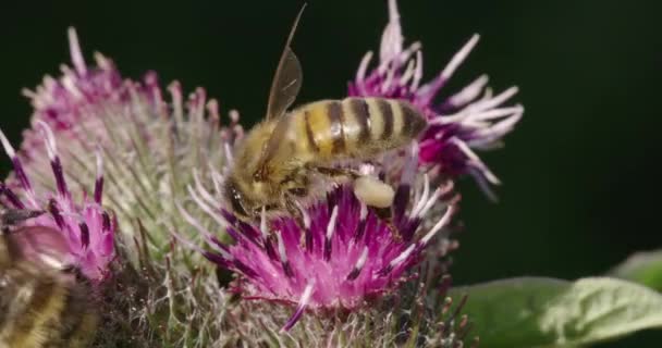 Honey Bees Burdock Dorset Regno Unito — Video Stock