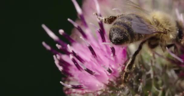 Pszczoła Miodna Łopianie Dorset — Wideo stockowe