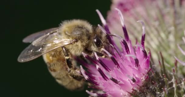 Honey Bee Burdock Dorset Verenigd Koninkrijk — Stockvideo