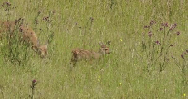 Roe Deer Met Gras Dorset Verenigd Koninkrijk — Stockvideo