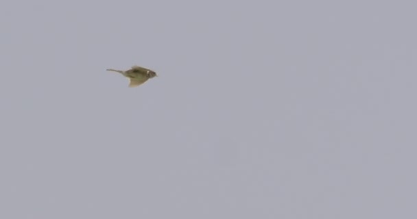 Skylark Flying Dorset Verenigd Koninkrijk — Stockvideo