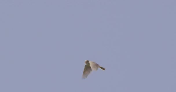 Skylark Flying Dorset Ngiltere — Stok video