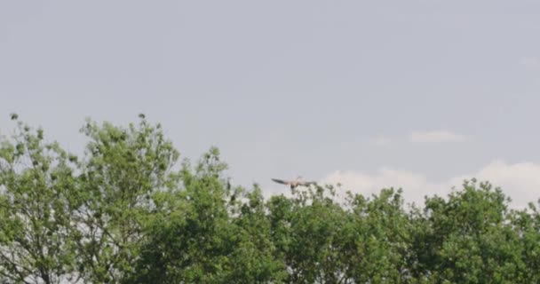 Kestrel Hunting Dorset Reino Unido — Vídeo de Stock