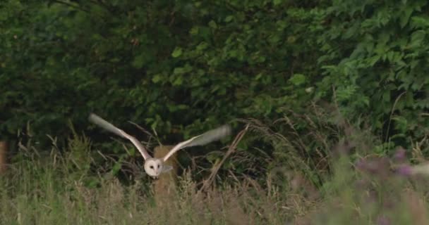 Barn Owl Hunting Field Dorset Egyesült Királyság — Stock videók