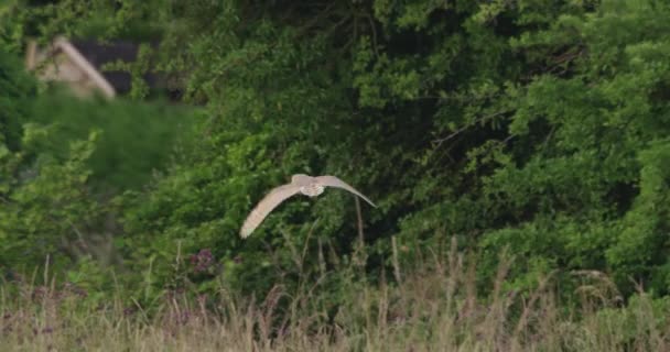 Ahırda Baykuş Avı Dorset Ngiltere — Stok video