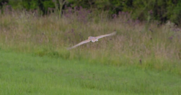 Chasse Chouette Des Clochers Sur Terrain Dorset Royaume Uni — Video