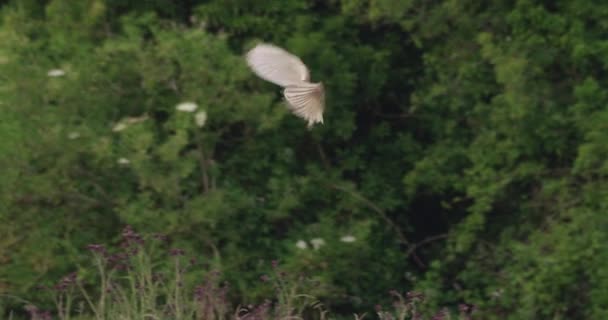 Schuur Uilen Jagen Het Veld Dorset — Stockvideo