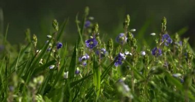 Germander Speedwell sahada, Dorset, İngiltere