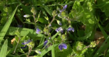 Germander Speedwell, Dorset, İngiltere