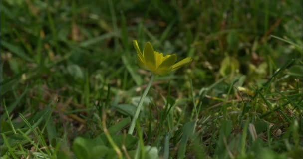 Kisebb Celandine Virág Mezőn Dorset Egyesült Királyság — Stock videók