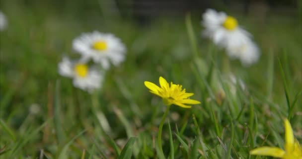 Mindre Celandine Blomma Fält Dorset Storbritannien — Stockvideo