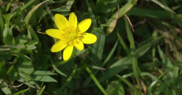 Kleine Celandine Bloem Het Veld Dorset — Stockvideo